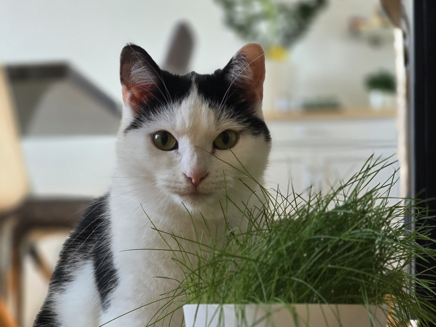 Frühlingsgefühle bei Katzen?!