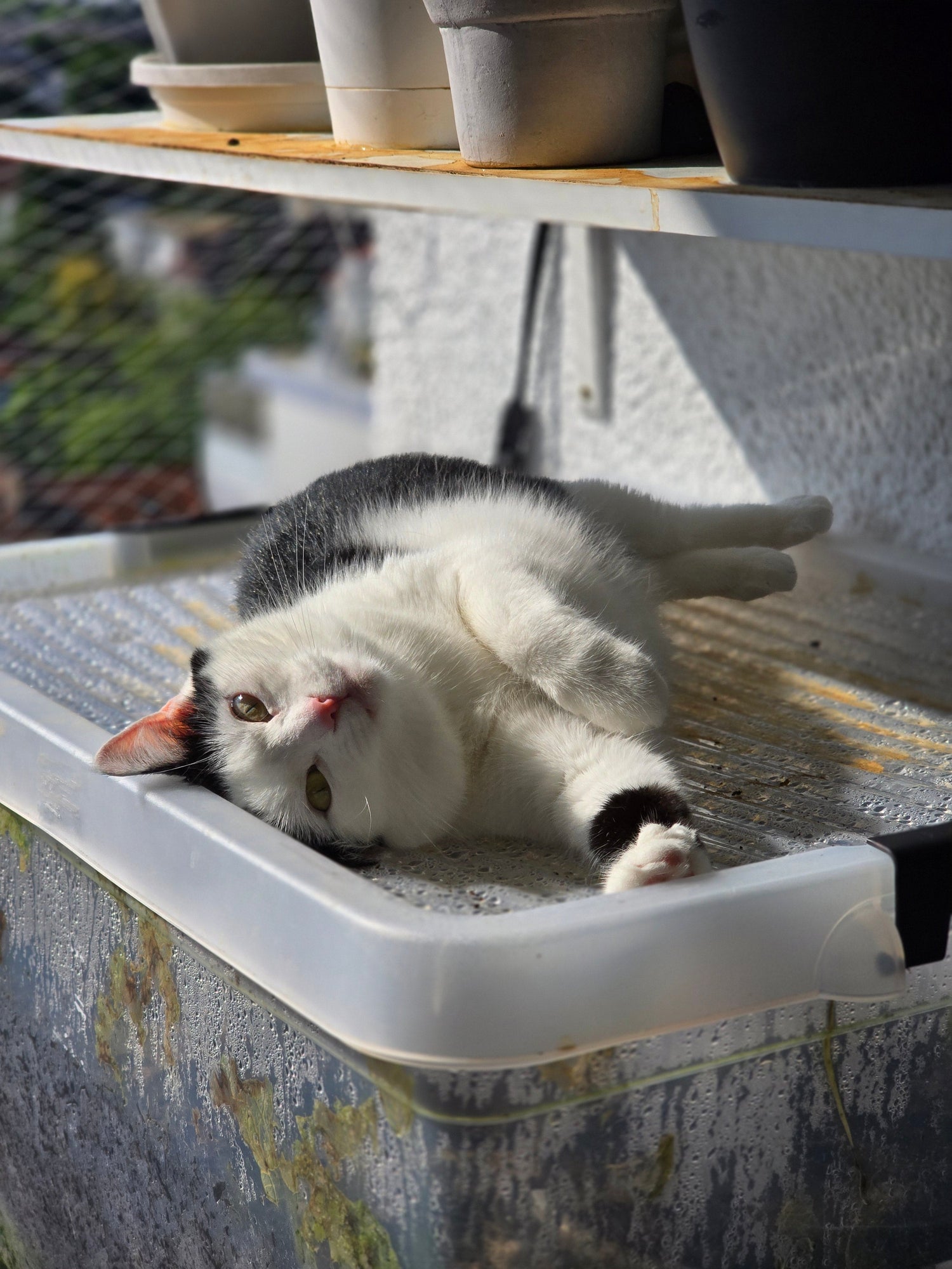 Katzen im Sommer ☀️ So bleiben sie cool und glücklich! 🐾