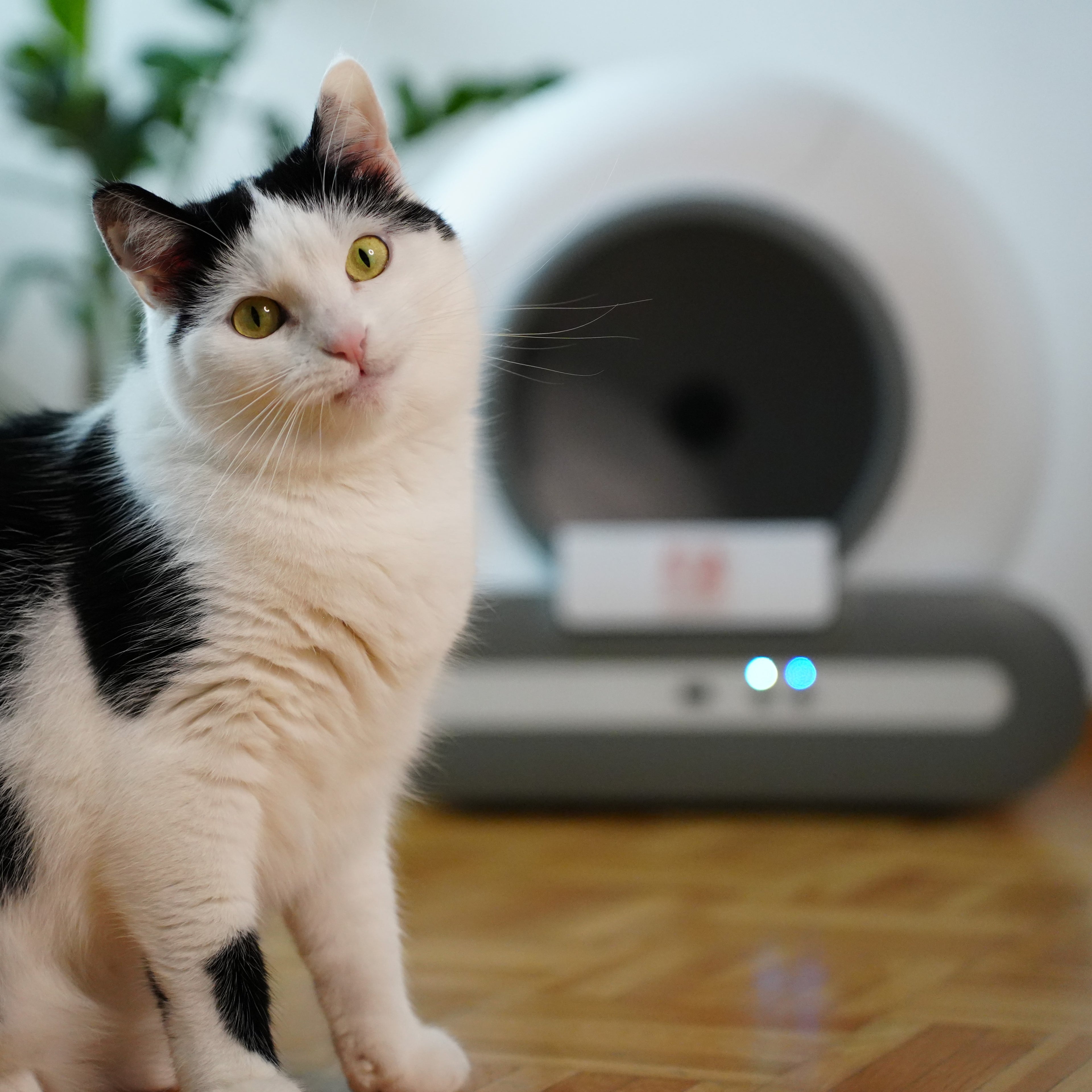 DasKlo - Premium Package