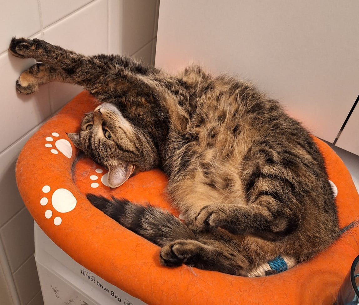 Ist meine Katze rollig?